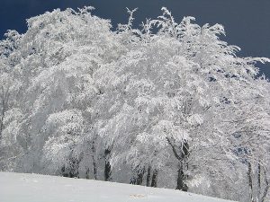 zasnezena-krajinka